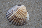 Shell of tuberculate cockle