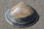 Shell white trough clam