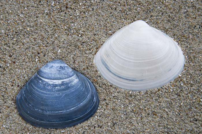 Fossile shell white trough clam