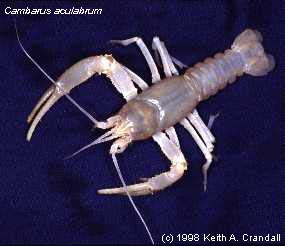 Cambarus aculabrum Cambarus aculabrum