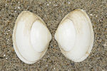Shells thick trough shell