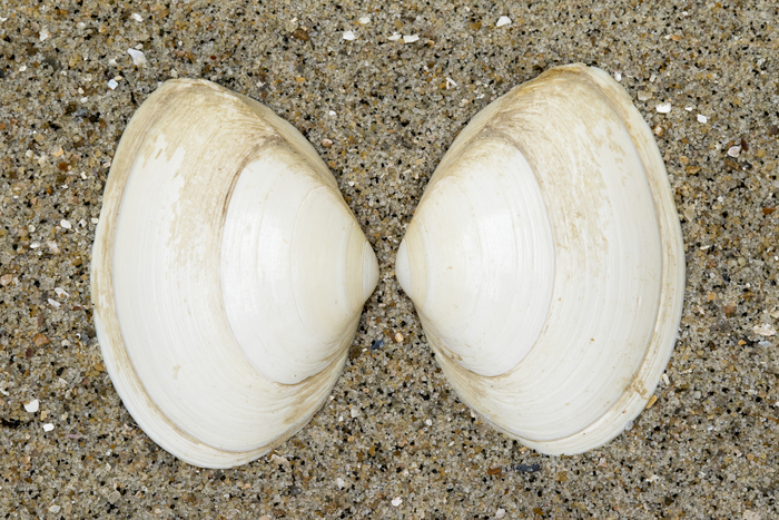 Shells thick trough shell Shells thick trough shell