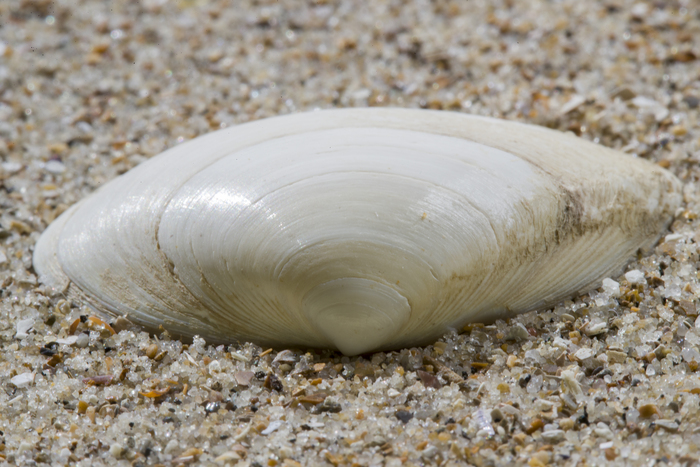 Shell thick trough shell Shell thick trough shell