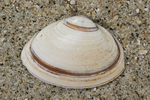 Fossile shell elliptical trough shell