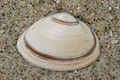 Mollusca (molluscs)