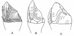 Genera of Titanolepadidae