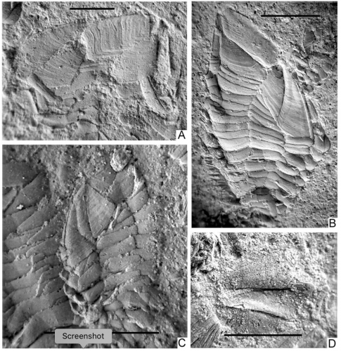 Loriculina infrimae