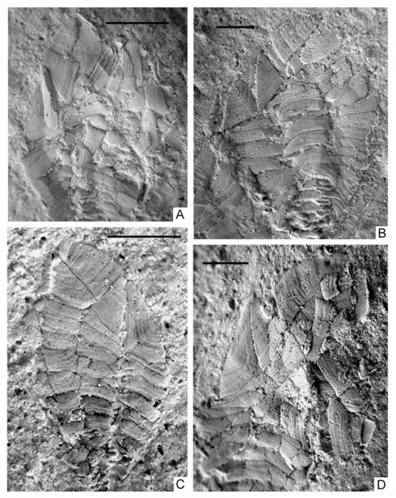 Metaloriculina stramentoides