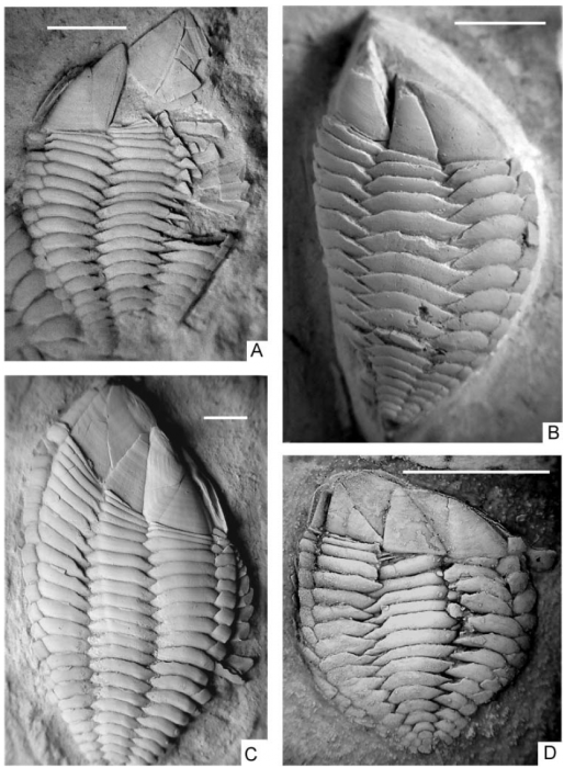 Stramentum pulchellum