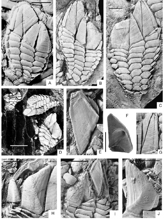 Stramentum elegans