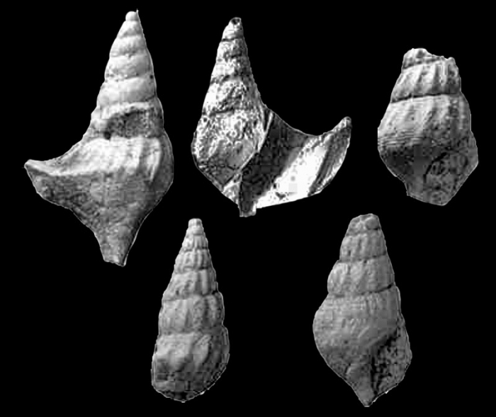 Anchura hopii Kirkland, 1996, pl. 41, fig:P, Q, R, S, T, Anchura hopii Kirkland, 1996, pl. 41, fig:P, Q, R, S, T,