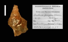 Anchura pacifica Olsson, 1944; Holotype; Radiolite Sandstone, Baculites Zone, Maastrichtian, upper Cretaceous; La Tortuga, Piura Department, Peru; 18,9 mm; Coll. PRI no. 4943
