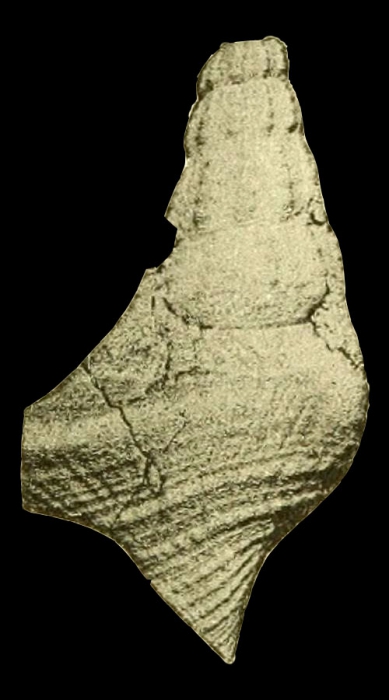 Anchura pacifica Olsson, 1944, pl. 14, fig. 4 Anchura pacifica Olsson, 1944, pl. 14, fig. 4