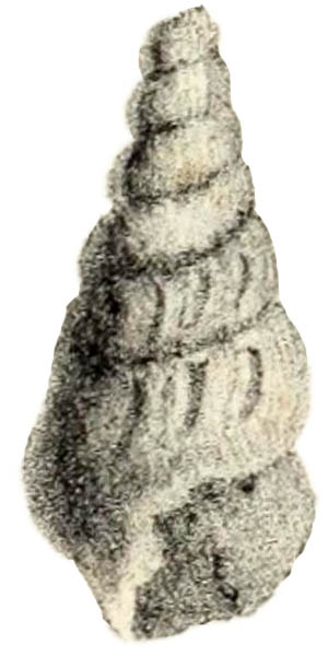 Rostellaria pennata Morton, 1834, pl. xix, fig. 9 