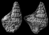 Anchura pontana Stephenson, 1954, pl. 8, figs. 20, 21 