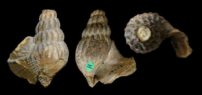 Anchura pontana Stephenson, 1935; Late Cretaceous; eastern part of Banquereau bank, off Sable Island, Nova Scotia, Canada; Holotype; Coll. Yale Peabody Museum of Natural History IP 014853 Anchura pontana Stephenson, 1935; Late Cretaceous; eastern part of Banquereau bank, off Sable Island, Nova Scotia, Canada; Holotype; Coll. Yale Peabody Museum of Natural History IP 014853