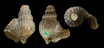Anchura pontana Stephenson, 1935; Late Cretaceous; eastern part of Banquereau bank, off Sable Island, Nova Scotia, Canada; Holotype; Coll. Yale Peabody Museum of Natural History IP 014853 