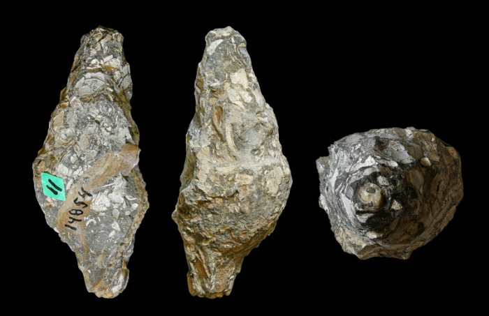 Anchura pontana Stephenson, 1935; Late Cretaceous; eastern part of Banquereau bank, off Sable Island, Nova Scotia, Canada; Paratype; Coll. Yale Peabody Museum of Natural History YPM IP 014854 Anchura pontana Stephenson, 1935; Late Cretaceous; eastern part of Banquereau bank, off Sable Island, Nova Scotia, Canada; Paratype; Coll. Yale Peabody Museum of Natural History YPM IP 014854
