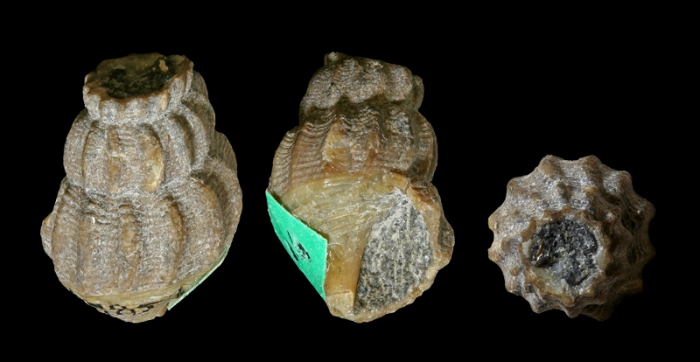 Anchura pontana Stephenson, 1935; Late Cretaceous; eastern part of Banquereau bank, off Sable Island, Nova Scotia, Canada; Paratype; Coll. Yale Peabody Museum of Natural History IP 014854 