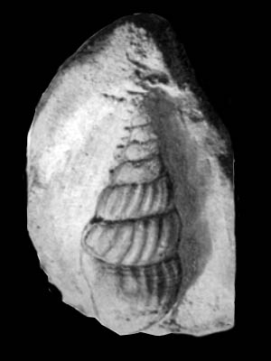 Anchura raritanensis Richards, 1943, pl. 5, fig. 15 