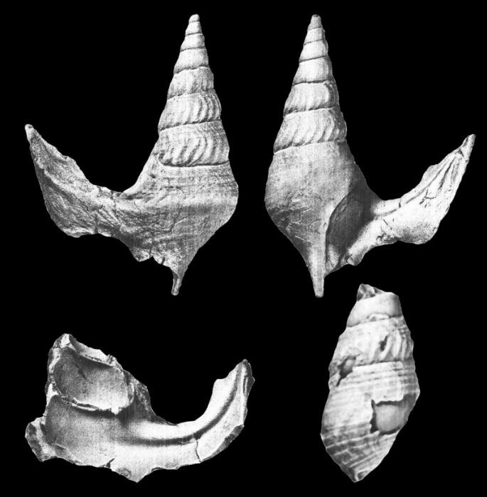 Anchura turricula Stephenson, 1952, pl. 40, figs. 16 - 19 Anchura turricula Stephenson, 1952, pl. 40, figs. 16 - 19