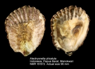Alectryonella plicatula