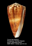 Conus ferrugineus