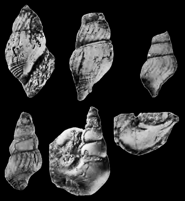 Anchura umbrana Stephenson, 1953, pl. 13, fig. 25 - 30 Anchura umbrana Stephenson, 1953, pl. 13, fig. 25 - 30
