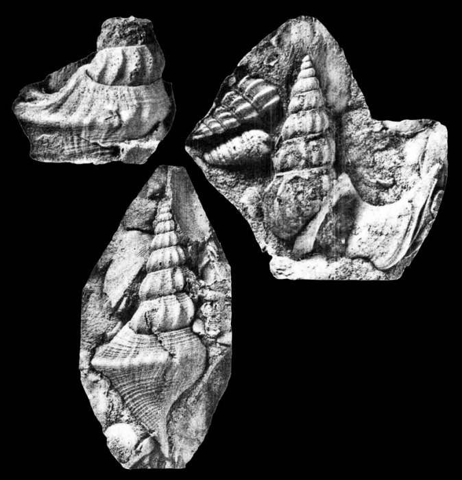 Anchura whitneyensis Stephenson, 1952, pl. 40, fig. 24 - 26 Anchura whitneyensis Stephenson, 1952, pl. 40, fig. 24 - 26