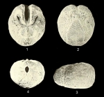 Hypselaster dolosus - Plate 28 (Clark, 1938)