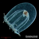 Eumedusa birulai, medusa