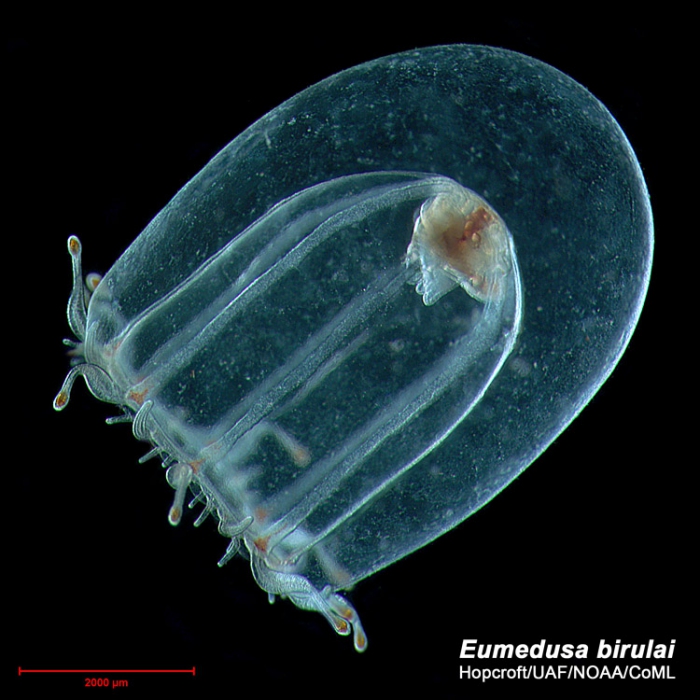 Eumedusa birulai, medusa Eumedusa birulai, medusa