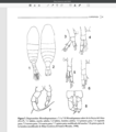 Crustacea (crustaceans)