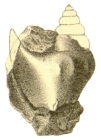 Anchura infortunata White, 1887, pl. XI, fig. 20