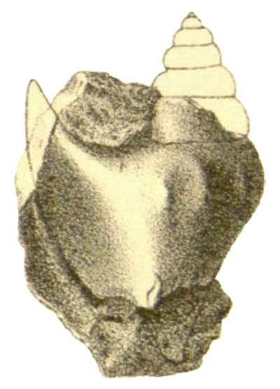 Anchura infortunata White, 1887, pl. XI, fig. 20