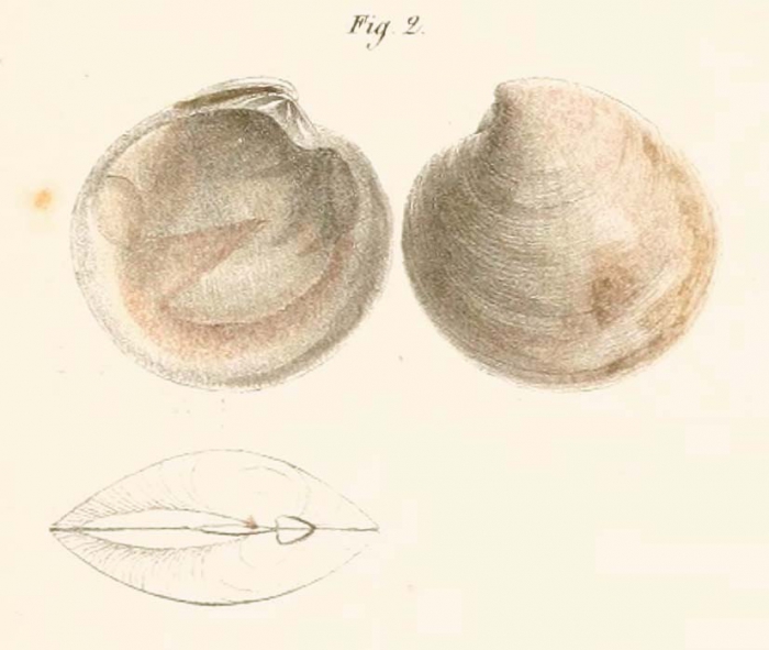Cytherea adansonii Philippi, 1844, syntype