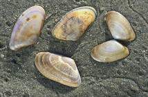 Shells of banded wedge shells