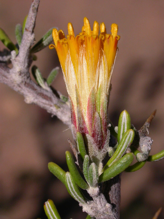 Capitulum Capitulum