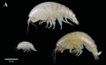 Crustacea (crustaceans)