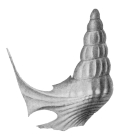Aporrhais longispina Andert, 1934, pl. 17, fig. 18 