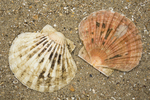 shells of great scallop