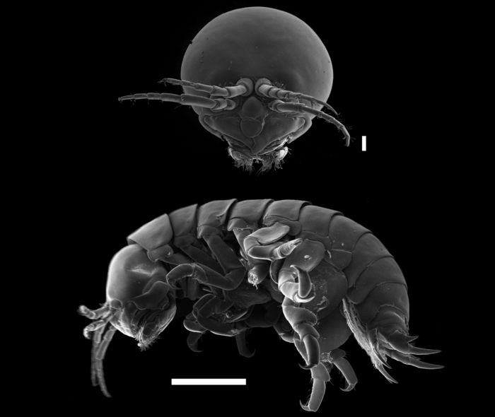 Bircenna thieli - Thiel's Boring Amphipod