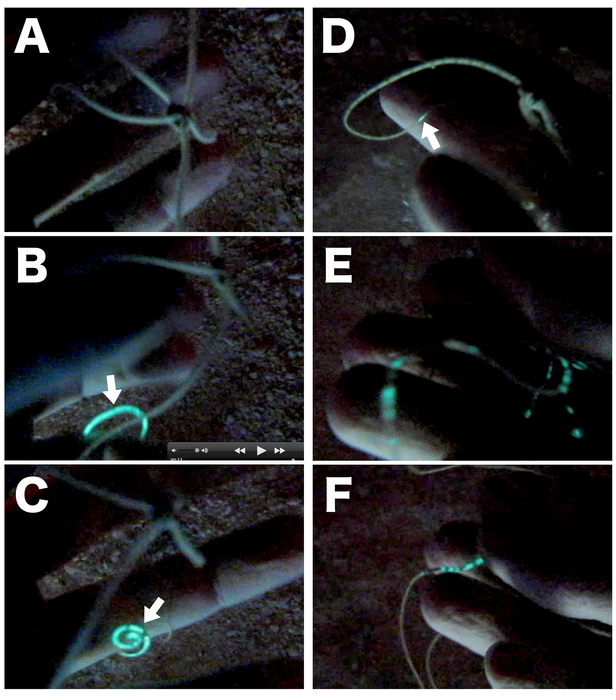 Ophiopsila xmasilluminans - The Christmas-Light Brittle Star