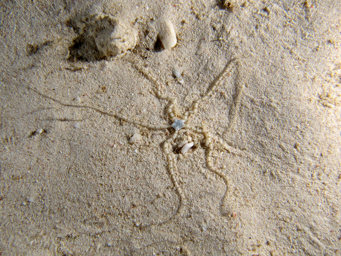 Ophiopsila xmasilluminans - The Christmas-Light Brittle Star