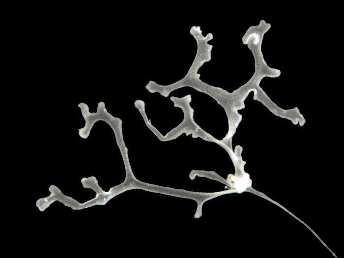 Polyplacotoma mediterranea - The Mediterranean Branching Placozoan