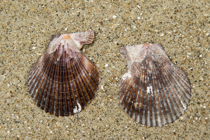 shells of variegated scallop