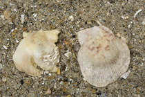 shells of humback scallop