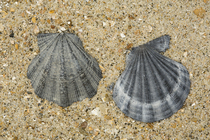 Fossile shells of Flexopecten flexuosus
