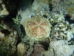 Asthenosoma marisrubri, Beacon Rock Dunraven, Red Sea