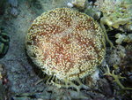 Asthenosoma marisrubri, Beacon Rock Dunraven, Red Sea